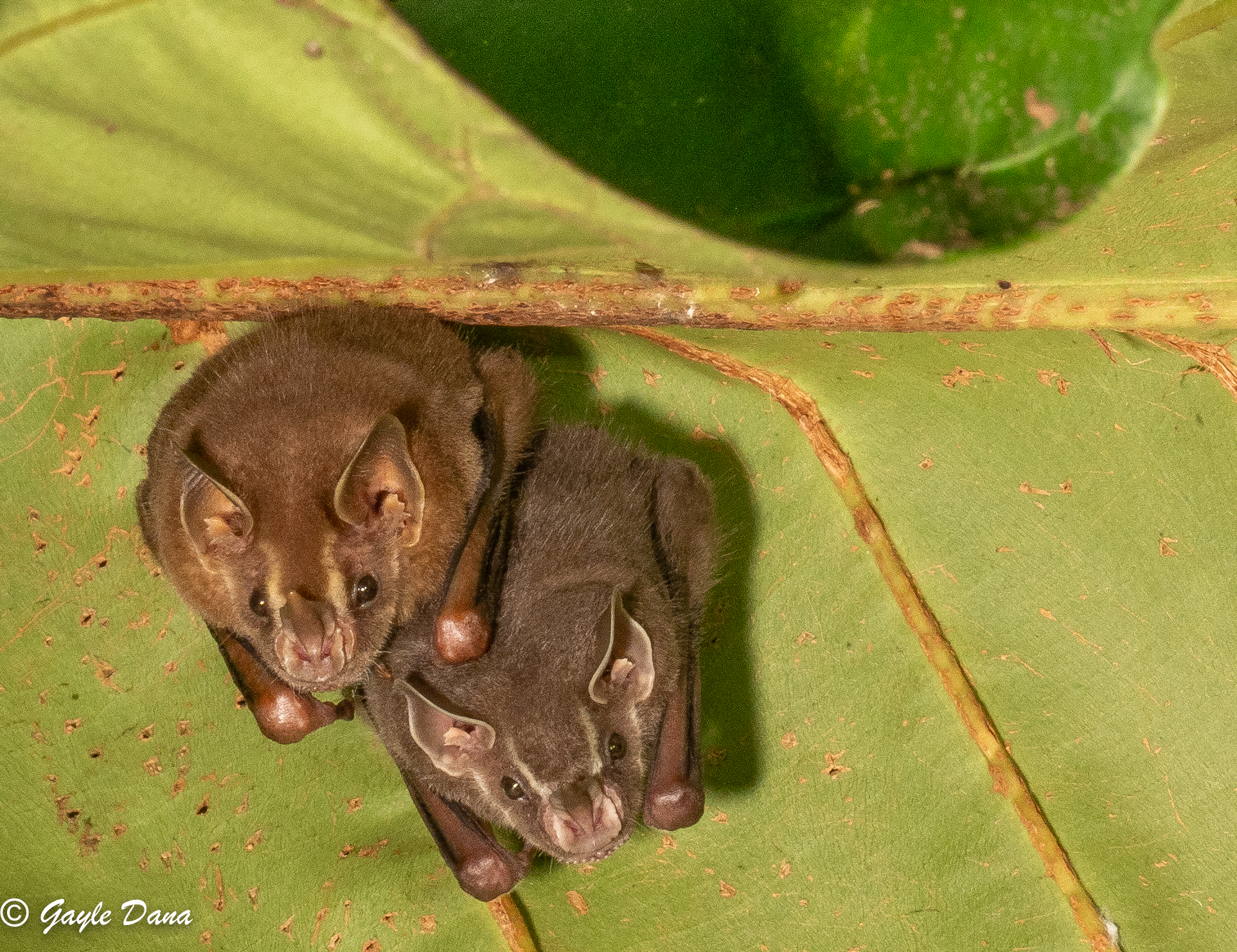 Common tent making bat